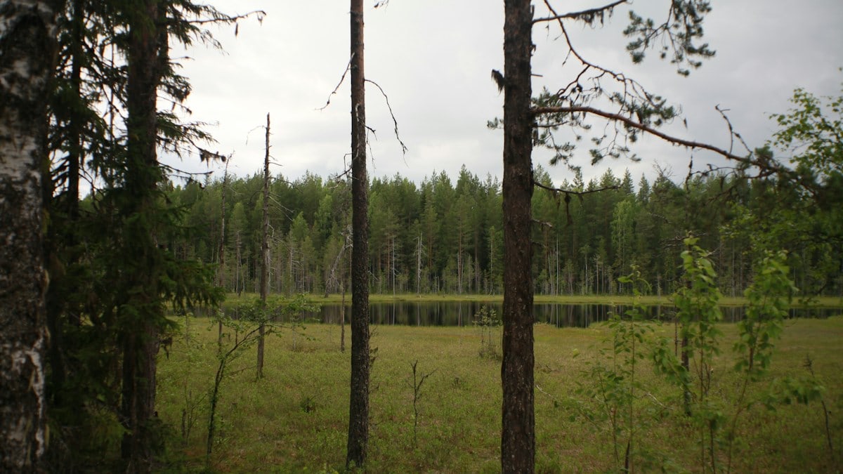 Overcast forest landscape with a marsh and tall trees